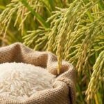 092467496900805ed911