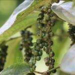 10cbb2f9b3b05aee03a1