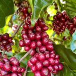 11c09757861e6f40360f