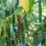 11e833d5419ca8c2f18d