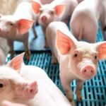 13bffca78dee64b03dff