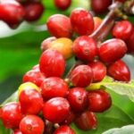 1596ba5cb815514b0804