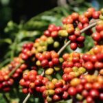 1baff70b85426c1c3553