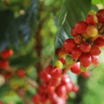 1ce60512105bf905a04a