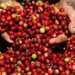 239702da77939ecdc782