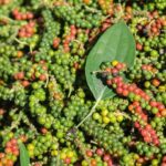 2c3e21f923b0caee93a1