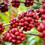 2f6555de2997c0c99986