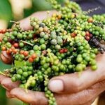 36715c7b4432ad6cf423