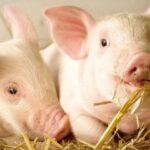 39d81f341b7df223ab6c