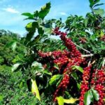 3add8c10a7594e071748