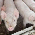 3df933392670cf2e9661