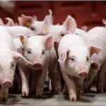 3ede7a207f699637cf78