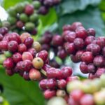 4c7edbc0dc8935d76c98