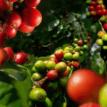 4debd56dce24277a7e35