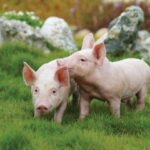 4f38a099b1d0588e01c1