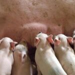 5de1dd40b10958570118