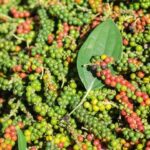 61725344240dcd53941c