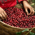 6c005fc177889ed6c799