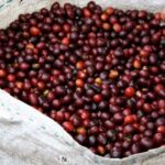 6cd84305454cac12f55d