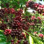 708761957edc9782cecd 1