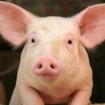 743e8073823a6b64322b