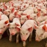 78a10a010c48e516bc59