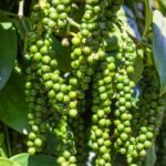 7ccffa8086c96f9736d8