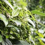 803df0a58bec62b23bfd