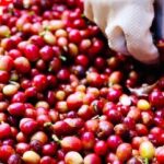 827964ce6a8783d9da96