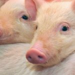 97614fa73feed6b08fff