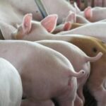 9d2ff446e20f0b51521e