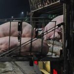 9ed71ca102e8ebb6b2f9