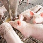 a56342ed59a4b0fae9b5