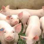 aeb2eb9bfad2138c4ac3