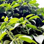 af9f2ea035e9dcb785f8