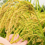 b2a30273703a9964c02b