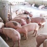 b559e9cae3830add5392