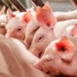 b836a6c2a68b4fd5169a