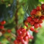 bf7e52d6419fa8c1f18e