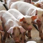 c0bde9b0ecf905a75ce8