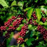 c285184a3f03d65d8f12