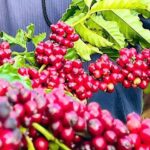 c2888c27896e6030397f