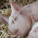 c5dfd5d4a29d4bc3128c