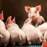 c8a9aa14df5d36036f4c