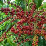 cb84a876ad3f44611d2e