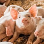 cfbcd64ed3073a596316