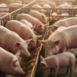 d81b91329a7b73252a6a