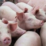 dc8e6e507a199347ca08