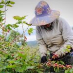 dcb15e694420ad7ef431