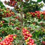 e6917c3e0577ec29b566